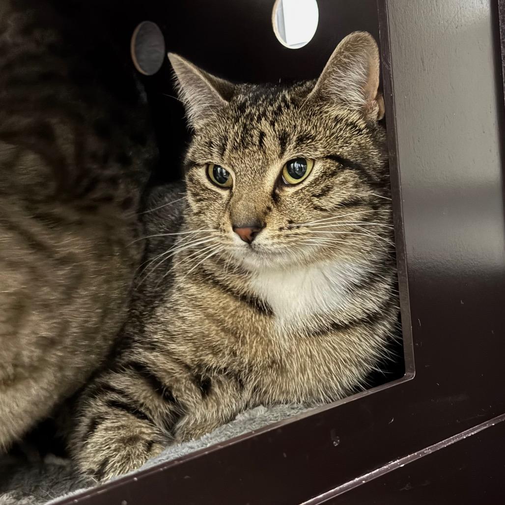 Enlarge Mable, a Adoptable Domestic Short Hair in Port Angeles, WA image 4/6