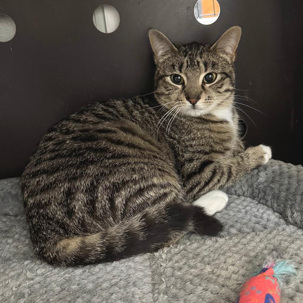 Enlarge Mable, a Adoptable Domestic Short Hair in Port Angeles, WA image 5/6