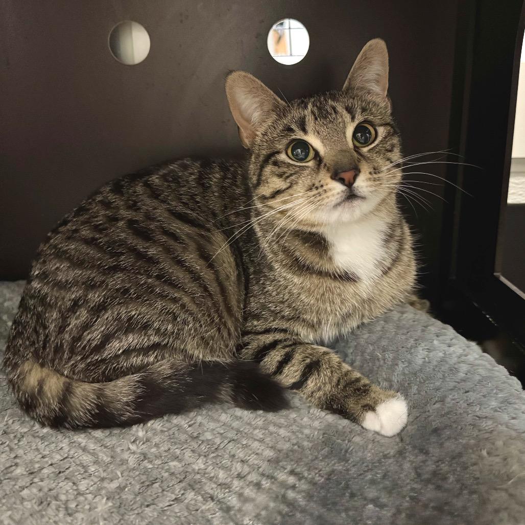 Enlarge Mable, a Adoptable Domestic Short Hair in Port Angeles, WA image 6/6