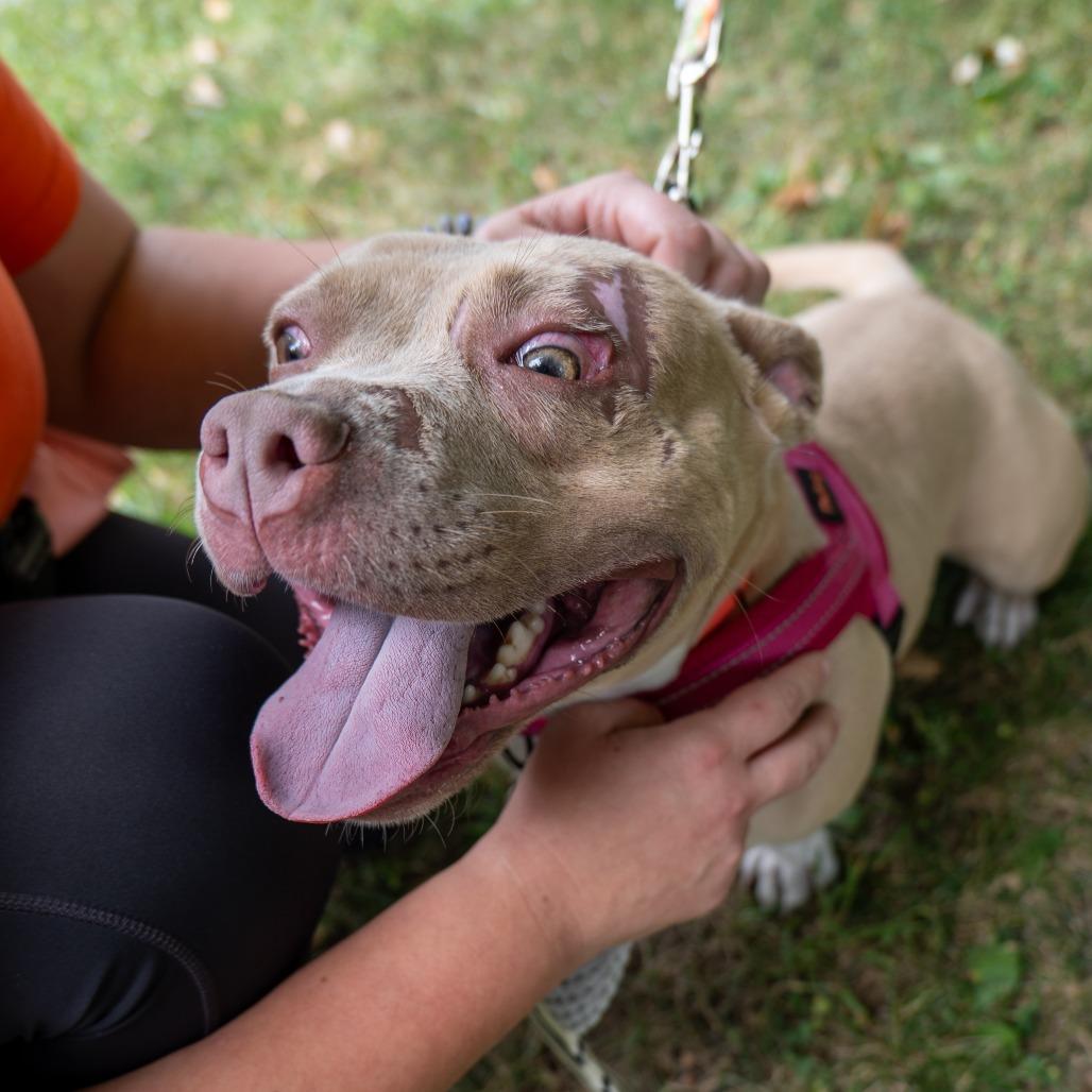 Easy Peasy, Adoptable, Young Female Pit Bull Terrier.