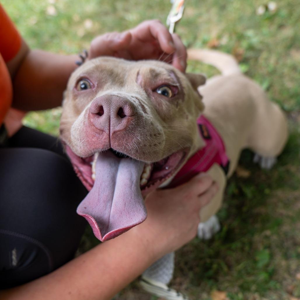 Enlarge Easy Peasy, a Adoptable Pit Bull Terrier in Baltimore, MD image 2/6