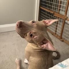 Enlarge Easy Peasy, a Adoptable Pit Bull Terrier in Baltimore, MD image 3/6