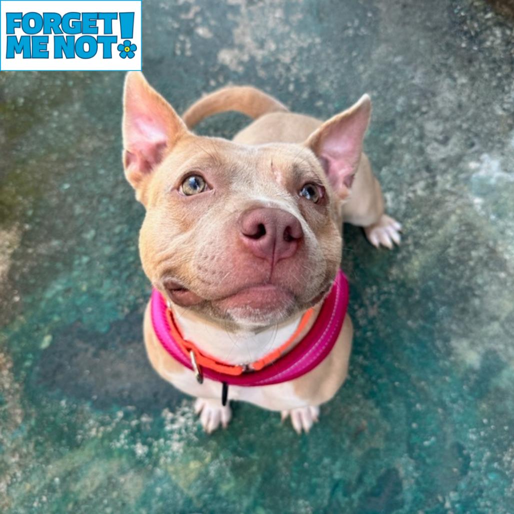 Enlarge Easy Peasy, a Adoptable Pit Bull Terrier in Baltimore, MD image 4/6