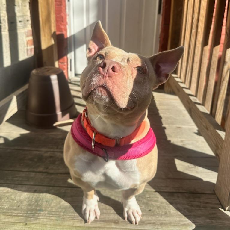 Enlarge Easy Peasy, a Adoptable Pit Bull Terrier in Baltimore, MD image 5/6