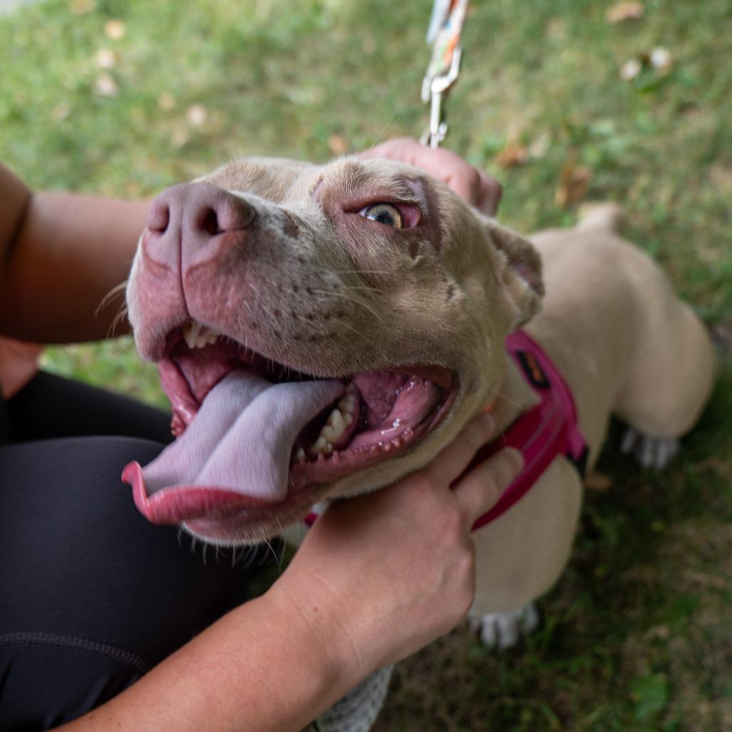 Enlarge Easy Peasy, a Adoptable Pit Bull Terrier in Baltimore, MD image 6/6