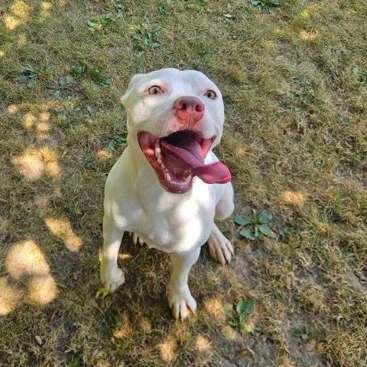 Cupid, Adopted, Young Male Pit Bull Terrier.