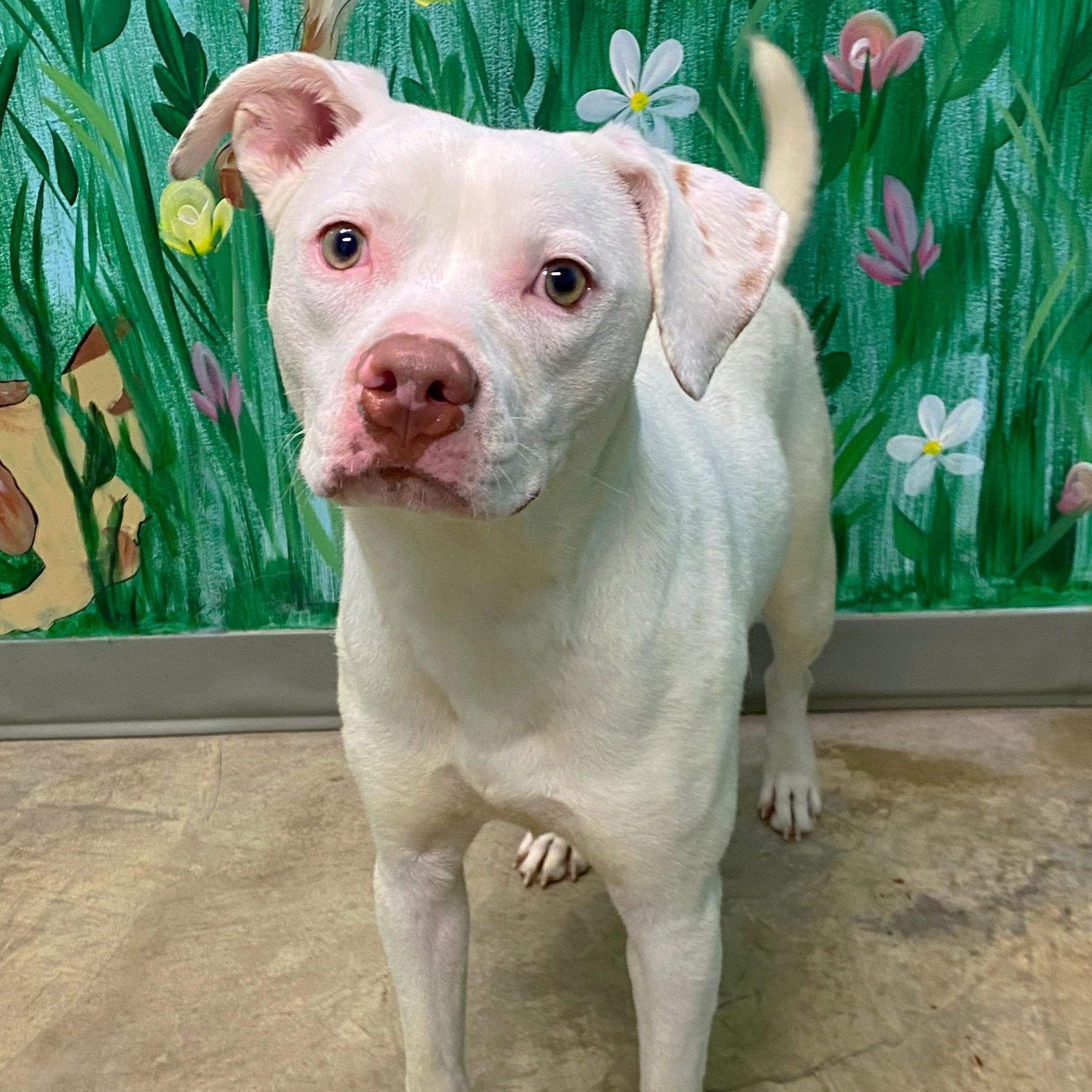 Enlarge Cupid, a Adopted Pit Bull Terrier in Godfrey, IL image 3/3