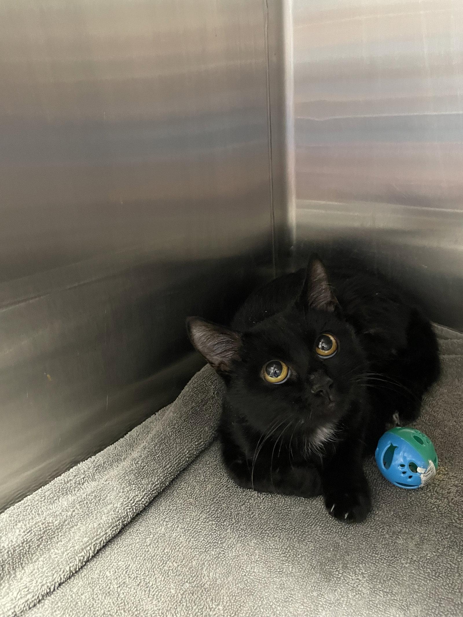 Noira, Adoptable, Kitten Female Domestic Short Hair.
