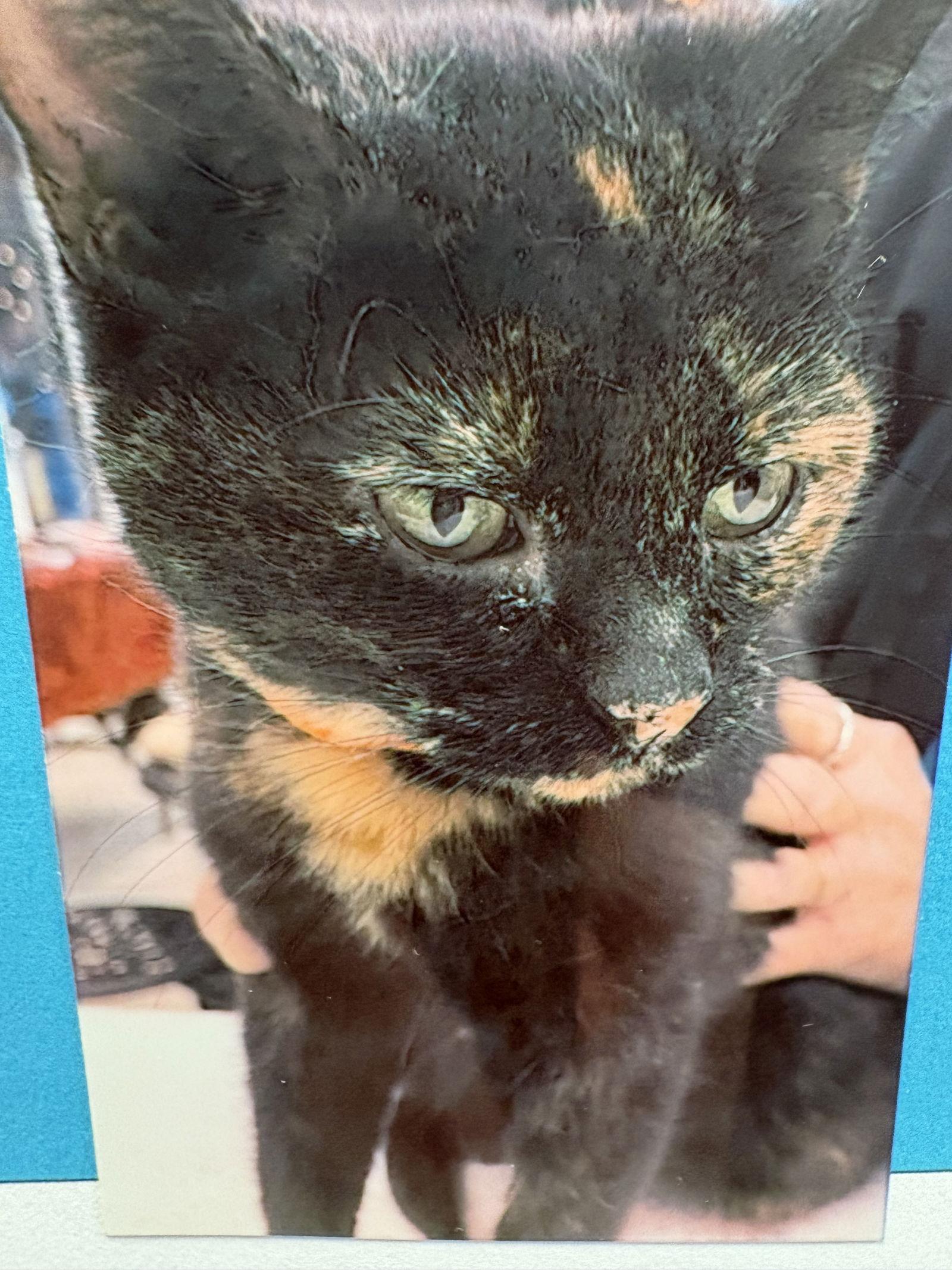 Tish, Adoptable, Young Female Tortoiseshell.