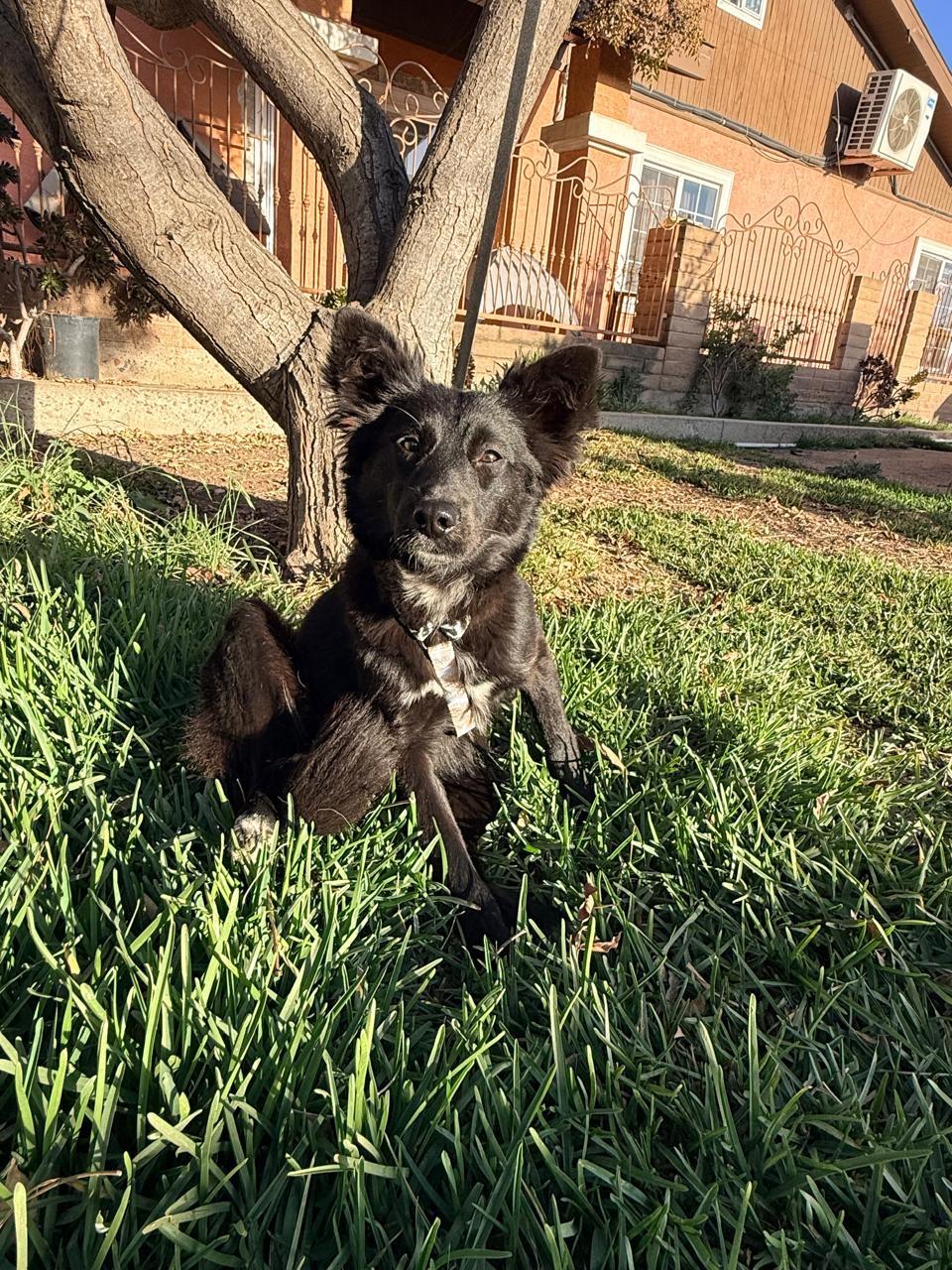 Enya, an adopted mixed breed in San Diego, CA image 4/4