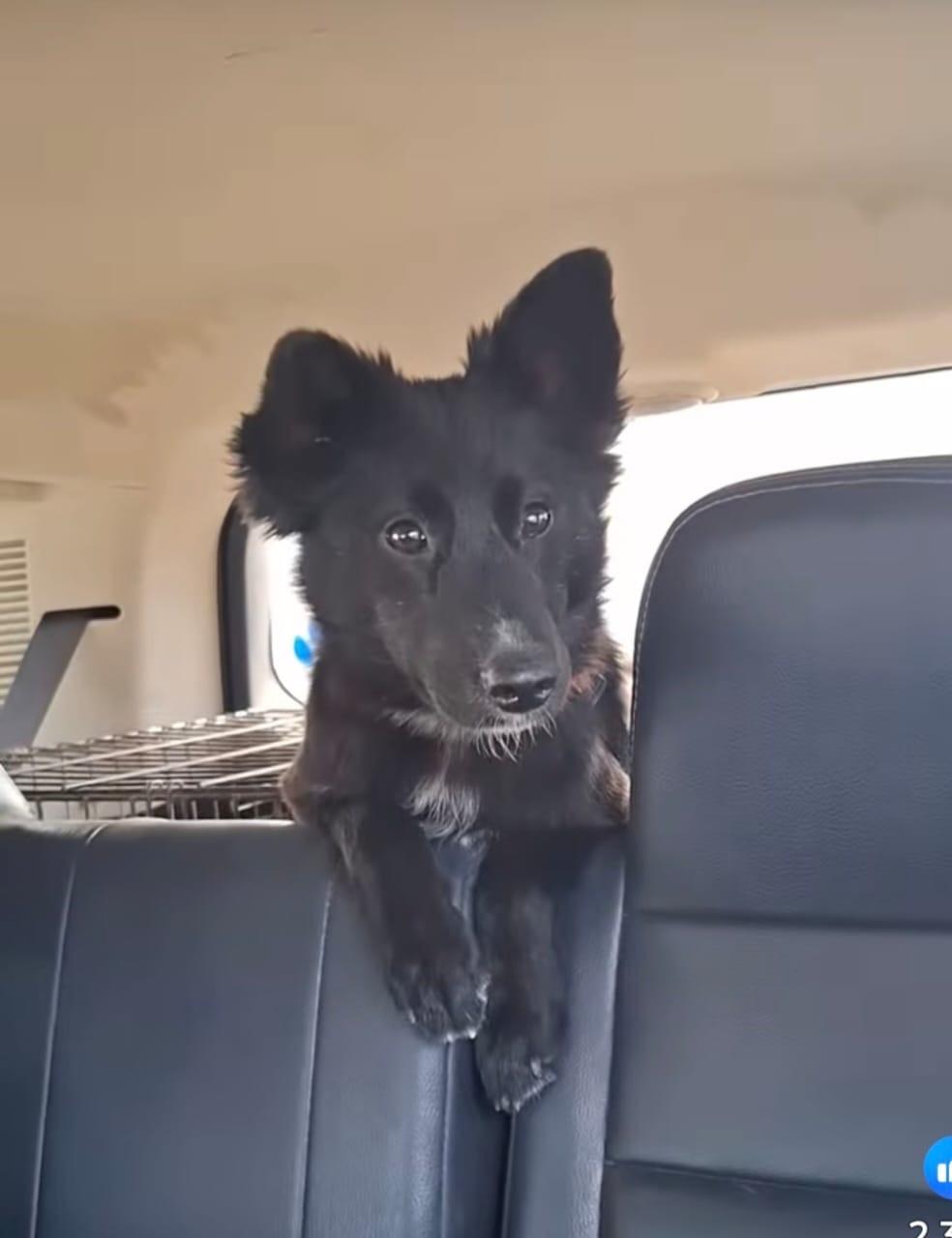 Enya, an adopted mixed breed in San Diego, CA image 2/4