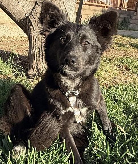 Enya, adopted, Adult Female Australian Kelpie.