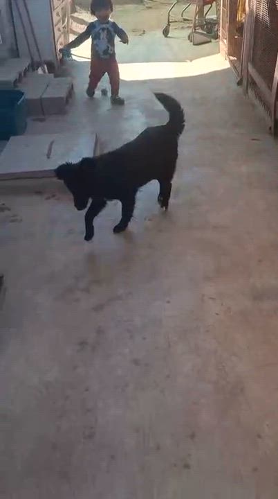 Enlarge Enya, an adopted mixed breed in San Diego, CA video 3/4
