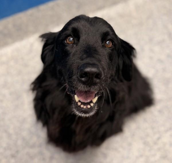 Lindi, Adoptable, Senior Female Flat-Coated Retriever.