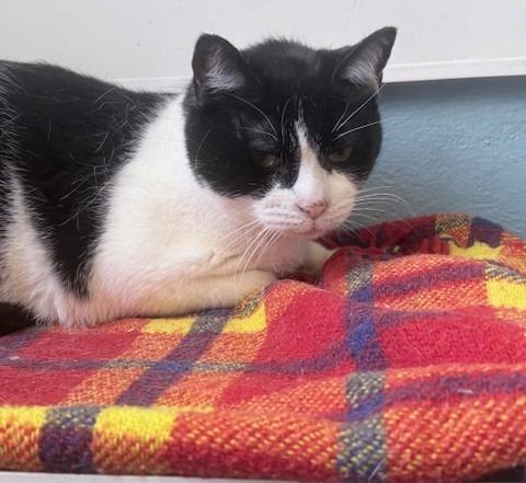 Bert, Adoptable, Young Male Domestic Short Hair.