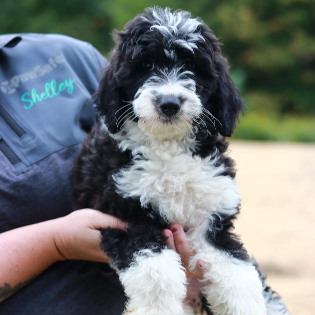 Enlarge CT Adrian avail Sep 26 (Cropley's Garden- Bolton, CT), a Adoptable mixed breed in Stormville, NY image 1/4
