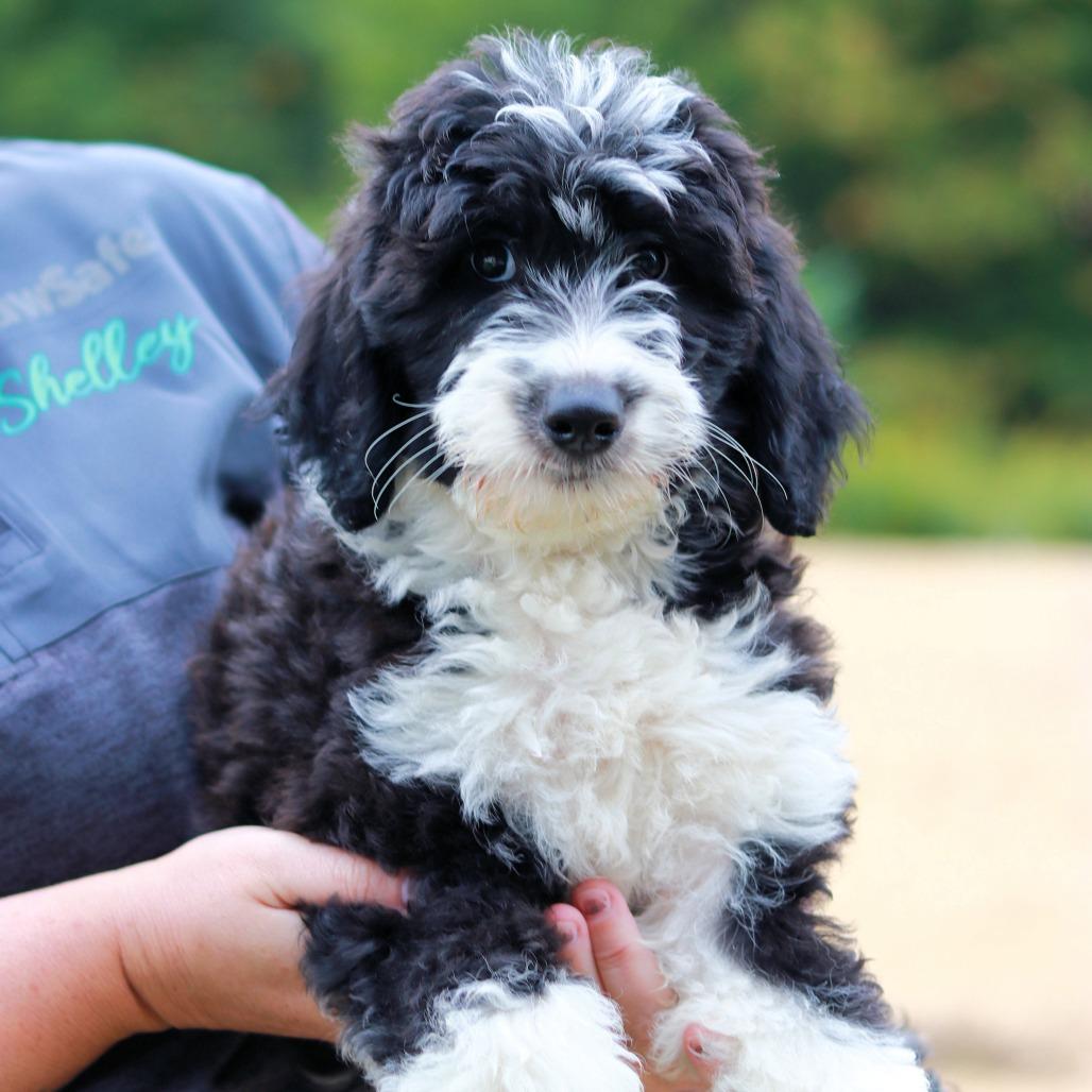 Enlarge CT Adrian avail Sep 26 (Cropley's Garden- Bolton, CT), a Adoptable mixed breed in Stormville, NY image 2/4