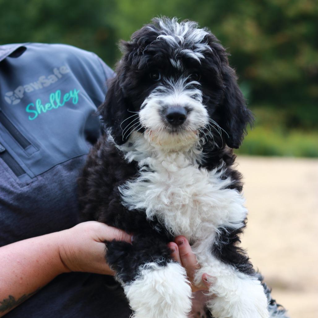 Enlarge CT Adrian avail Sep 26 (Cropley's Garden- Bolton, CT), a Adoptable mixed breed in Stormville, NY image 3/4