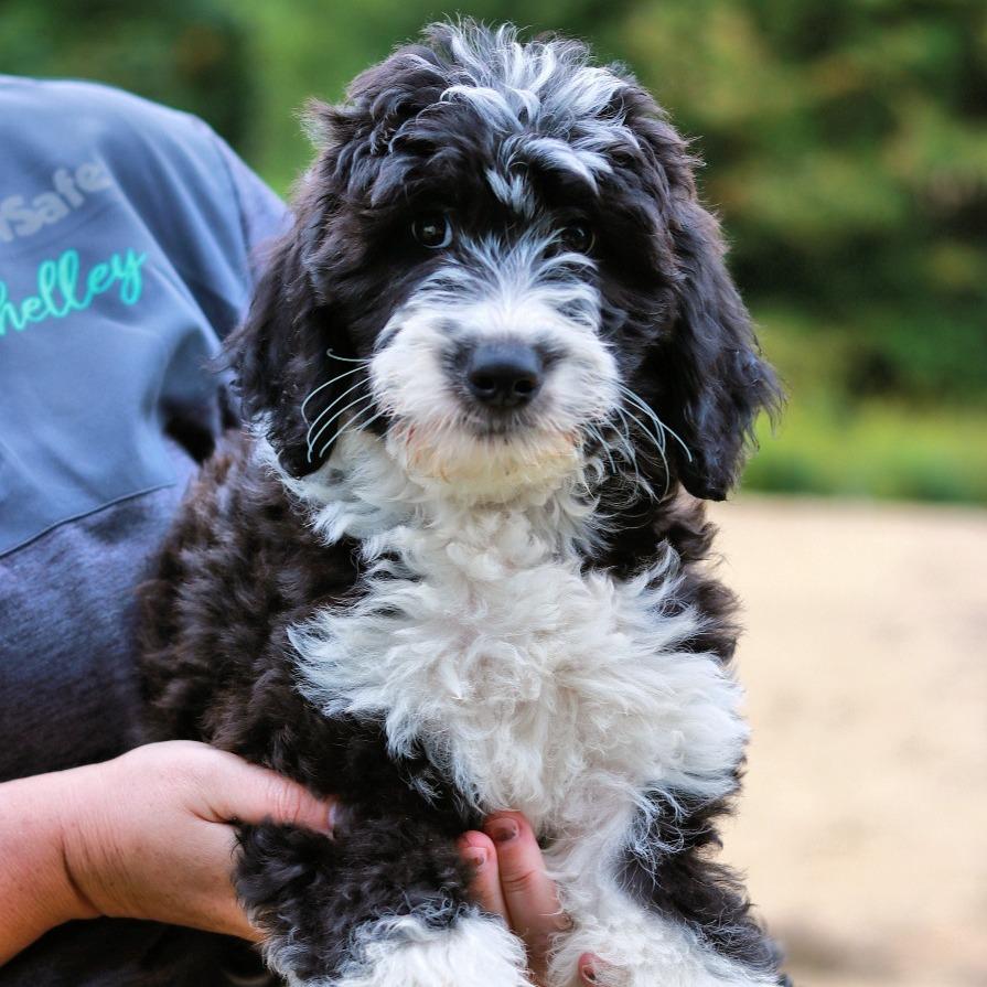 Enlarge CT Adrian avail Sep 26 (Cropley's Garden- Bolton, CT), a Adoptable mixed breed in Stormville, NY image 4/4