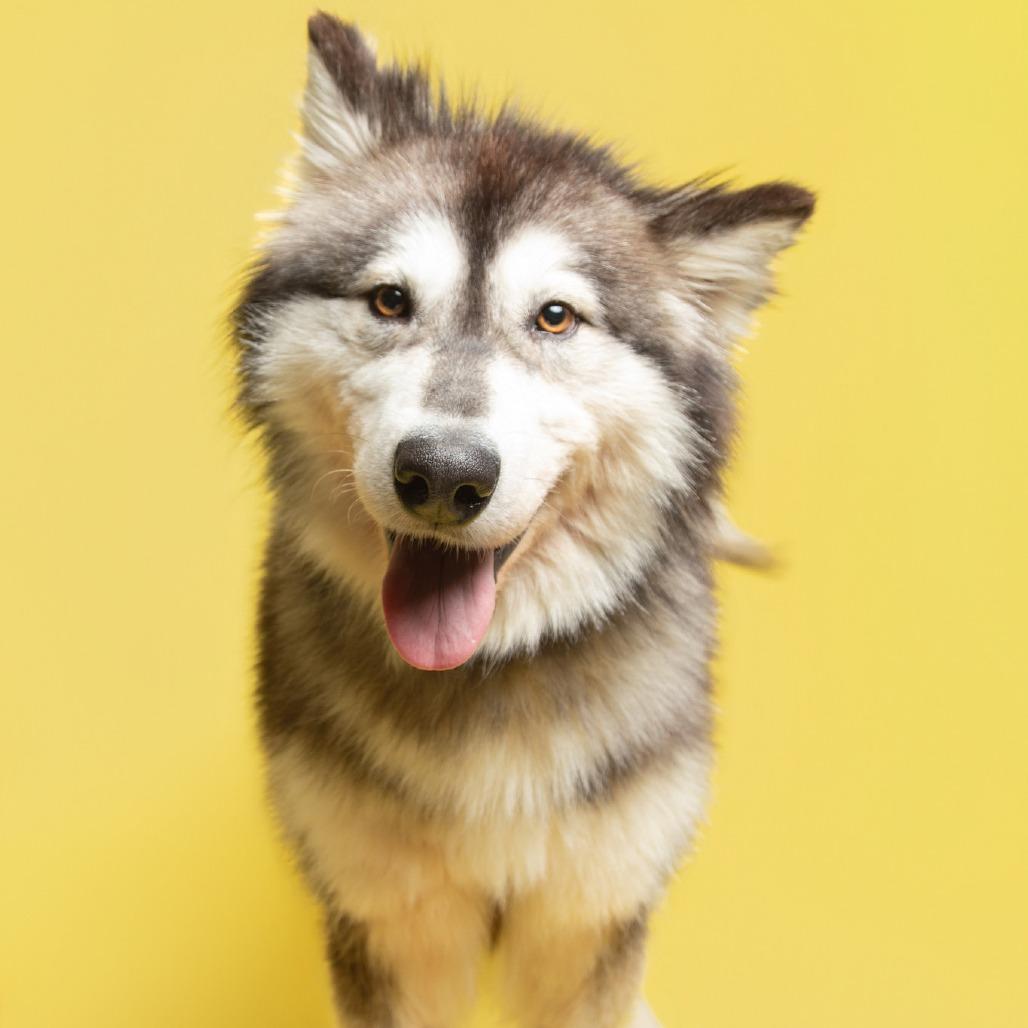 Zazu, Adoptable, Adult Male Mixed Breed.