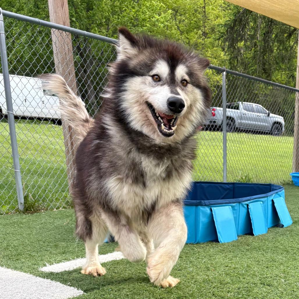Enlarge Zazu, a Adoptable Mixed Breed in Batavia, OH image 2/6