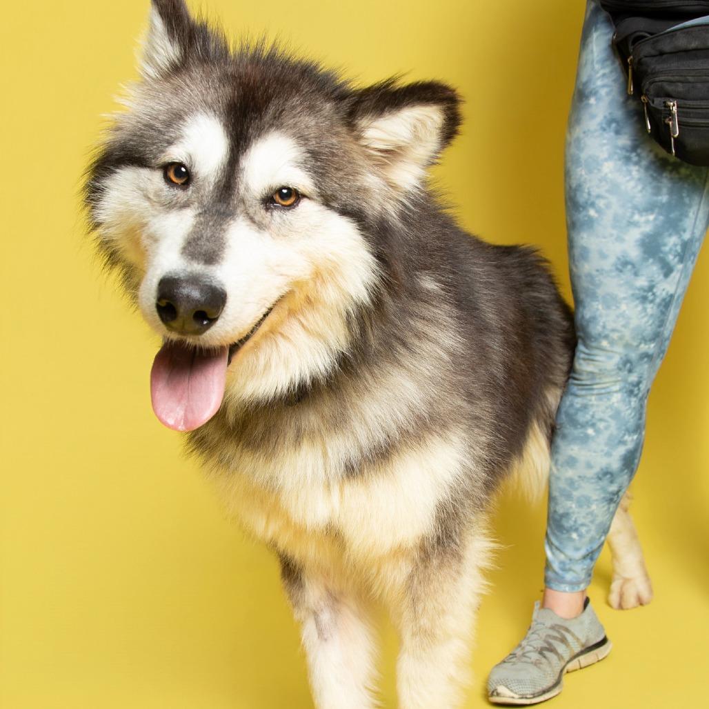 Enlarge Zazu, a Adoptable Mixed Breed in Batavia, OH image 3/6