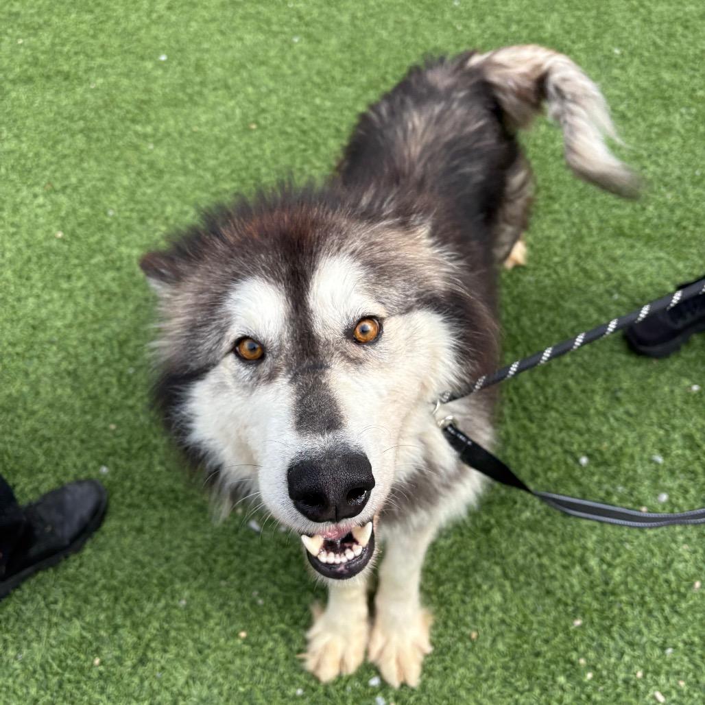 Enlarge Zazu, a Adoptable Mixed Breed in Batavia, OH image 4/6