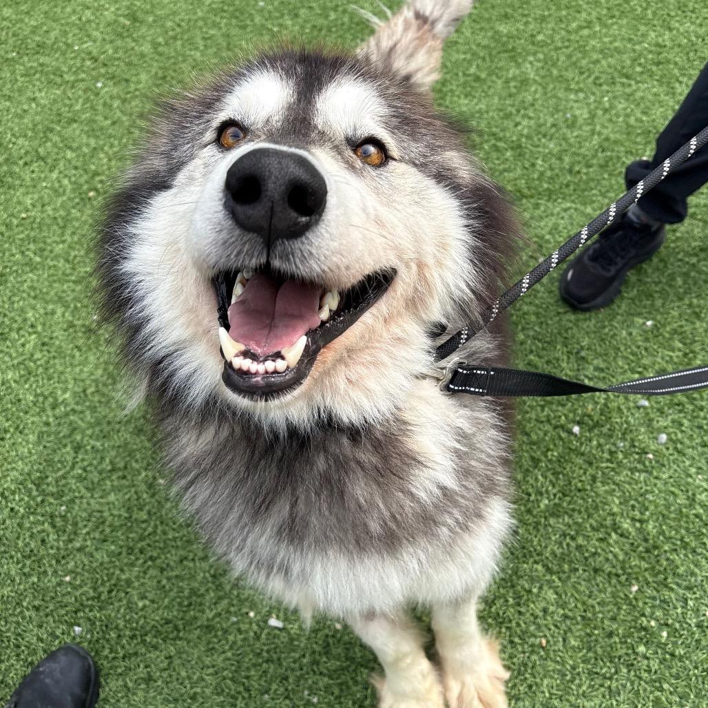 Enlarge Zazu, a Adoptable Mixed Breed in Batavia, OH image 5/6