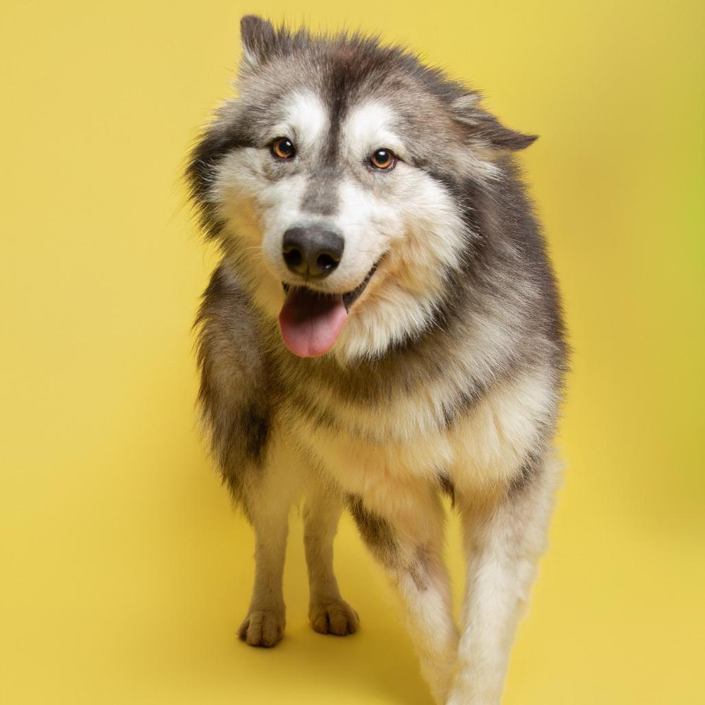 Enlarge Zazu, a Adoptable Mixed Breed in Batavia, OH image 6/6