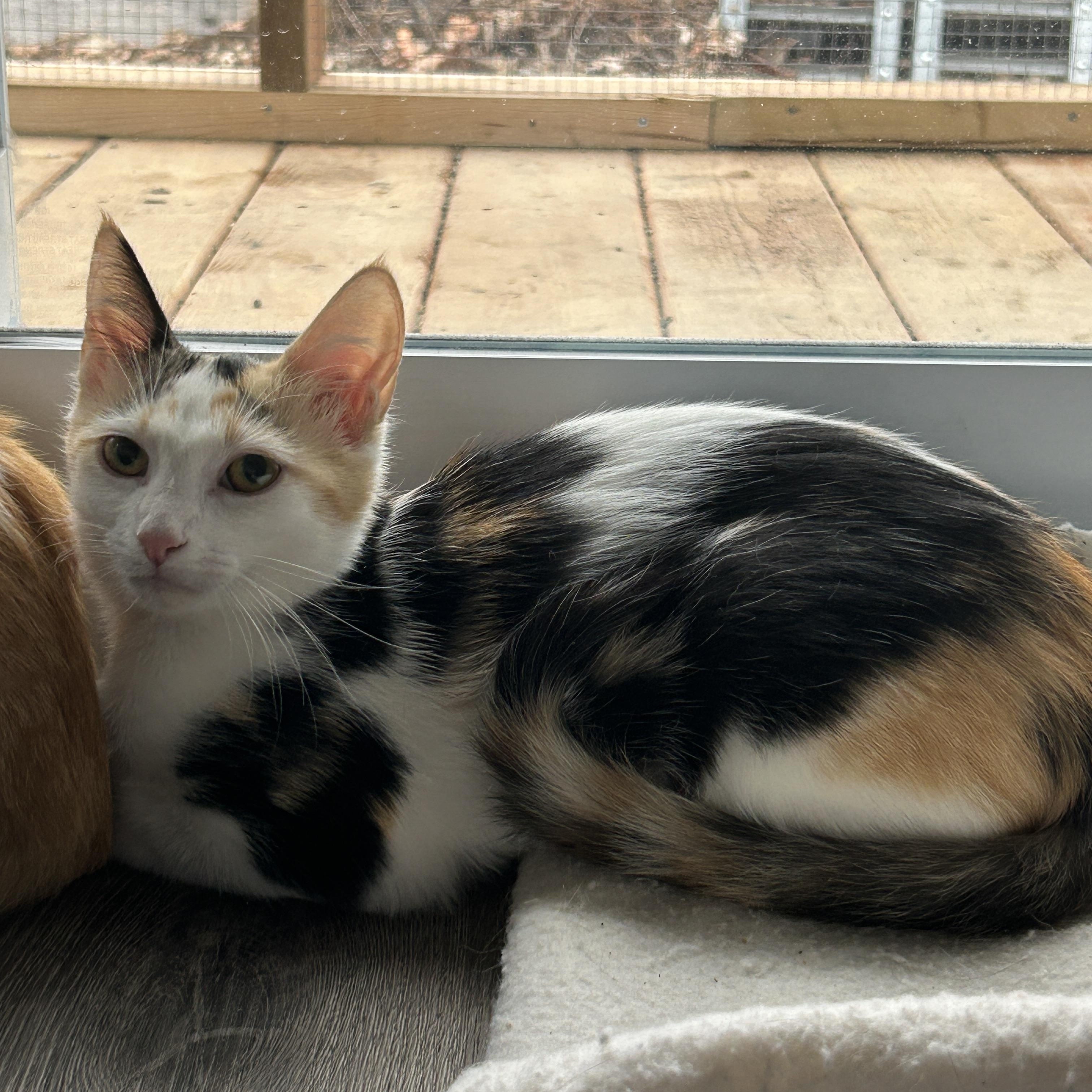 Enlarge BEIGNET, a Adoptable Domestic Short Hair in Tillsonburg, ON image 2/6