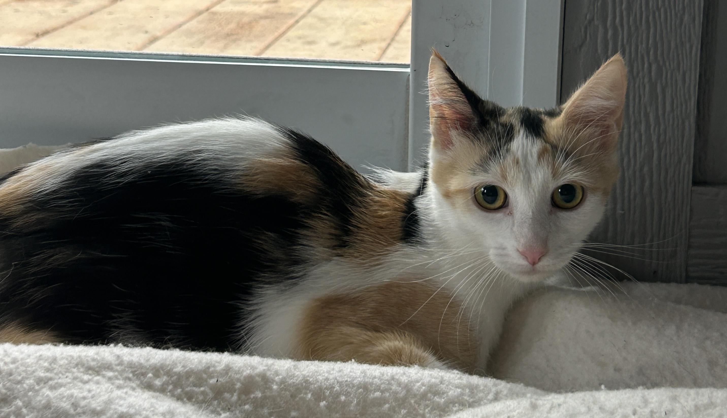 Enlarge BEIGNET, a Adoptable Domestic Short Hair in Tillsonburg, ON image 1/6