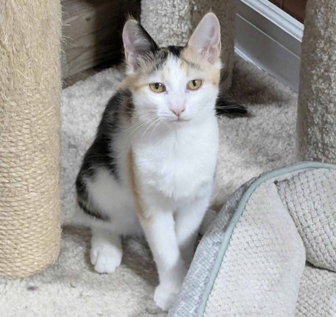 Enlarge BEIGNET, a Adoptable Domestic Short Hair in Tillsonburg, ON image 5/6