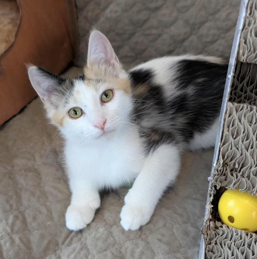 Enlarge BEIGNET, a Adoptable Domestic Short Hair in Tillsonburg, ON image 3/6