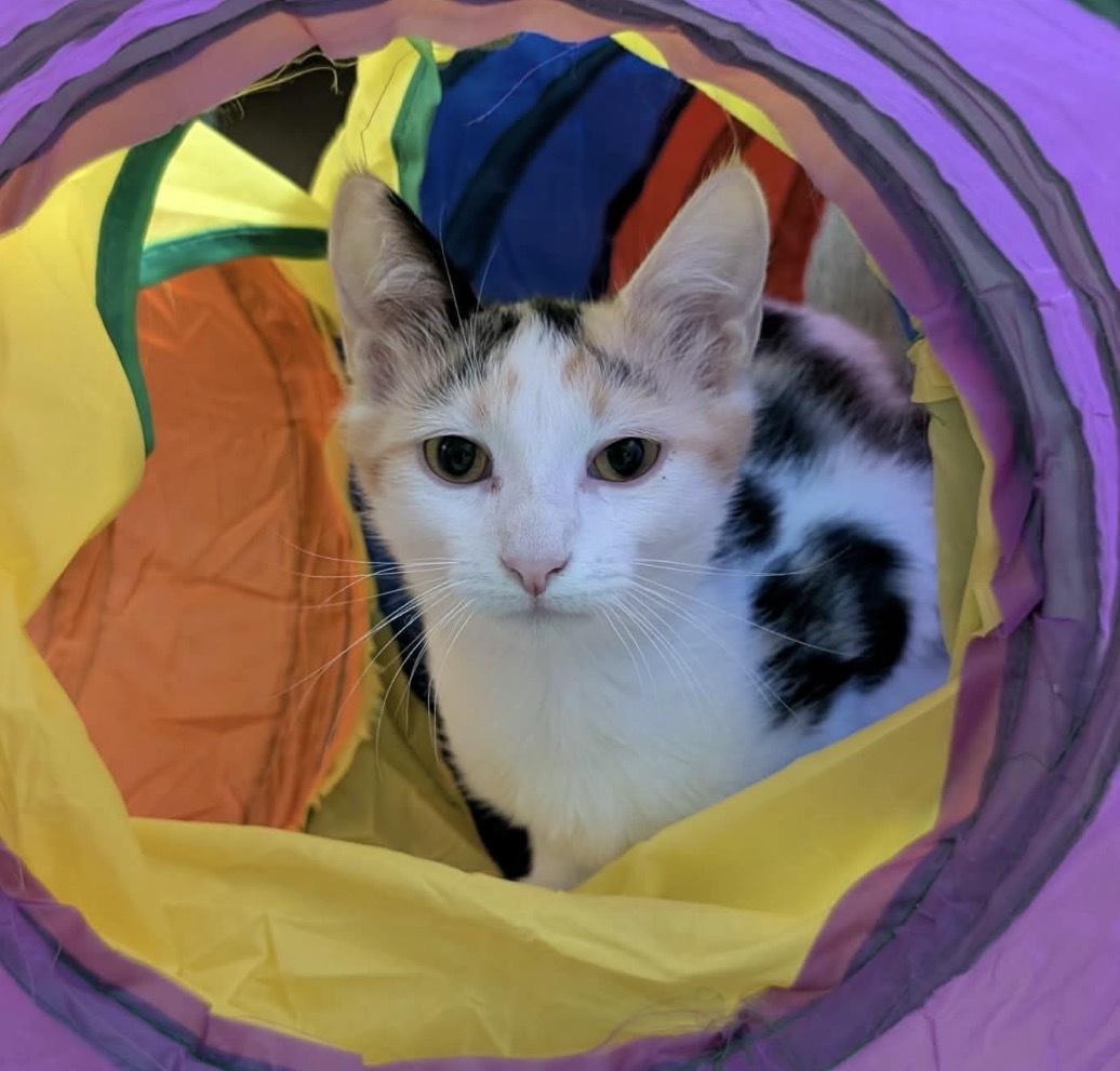 Enlarge BEIGNET, a Adoptable Domestic Short Hair in Tillsonburg, ON image 4/6