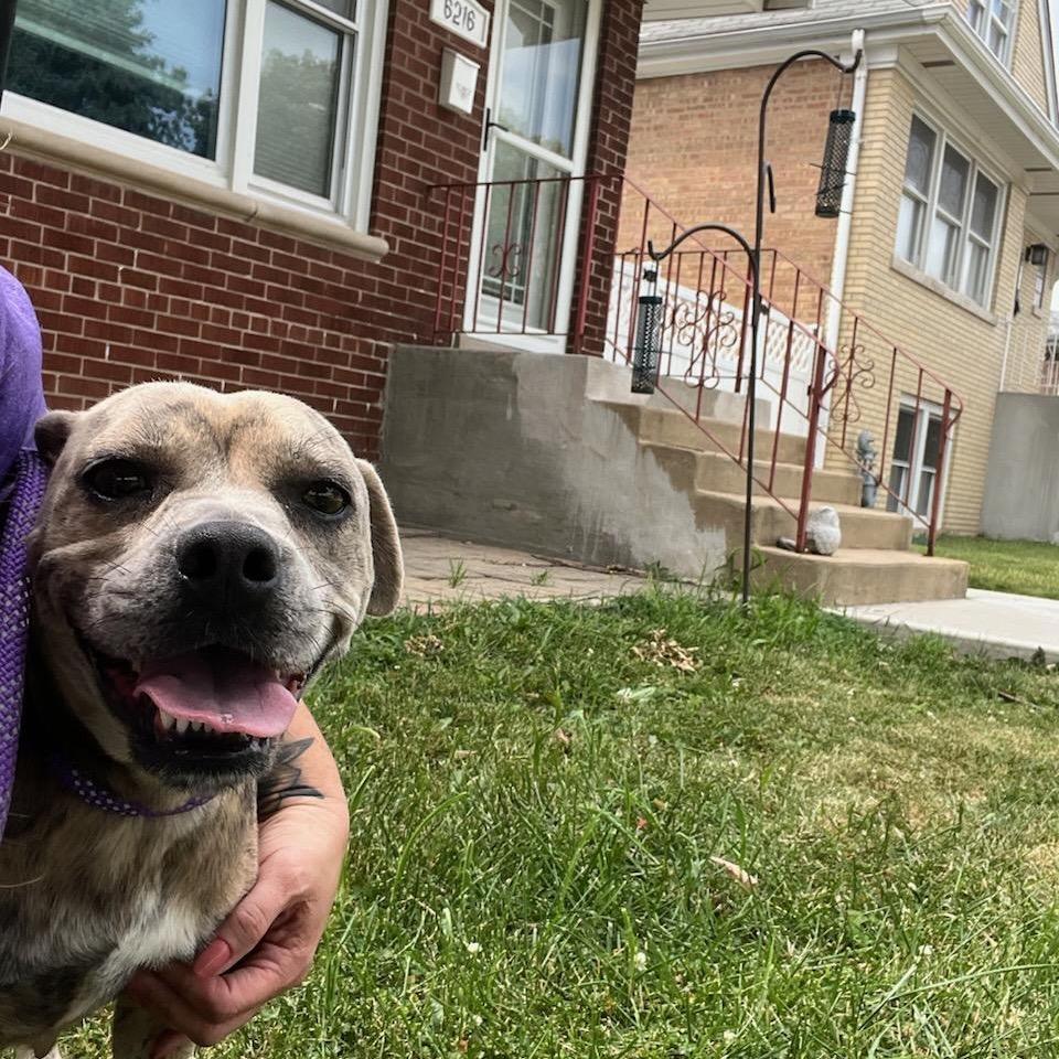 Clover, Adoptable, Young Female Pit Bull Terrier.