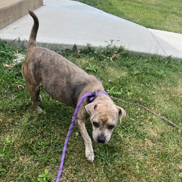 Enlarge Clover, a Adoptable Pit Bull Terrier in Chicago, IL image 2/6