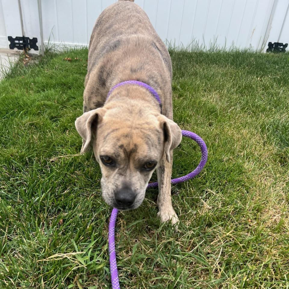 Enlarge Clover, a Adoptable Pit Bull Terrier in Chicago, IL image 3/6