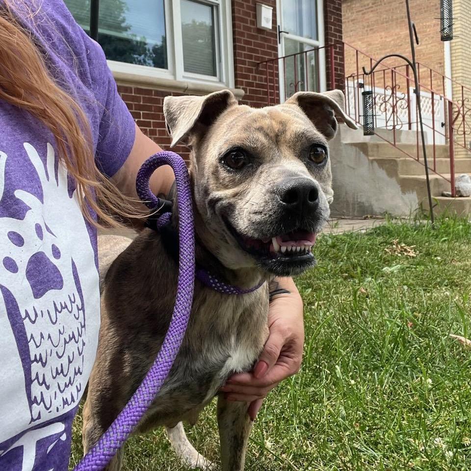Enlarge Clover, a Adoptable Pit Bull Terrier in Chicago, IL image 4/6