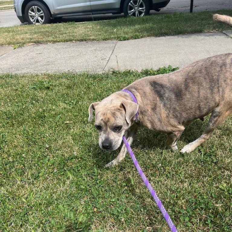 Enlarge Clover, a Adoptable Pit Bull Terrier in Chicago, IL image 5/6
