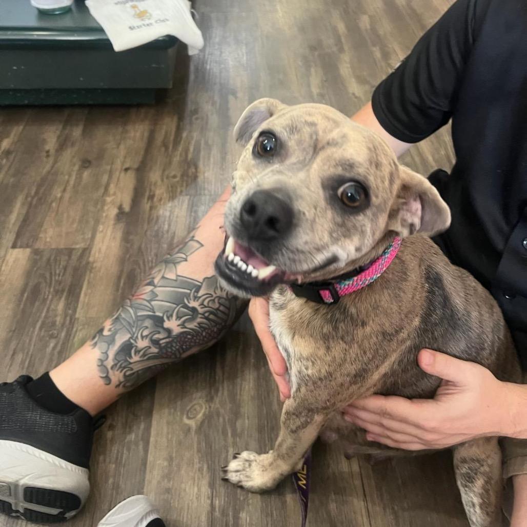 Enlarge Clover, a Adoptable Pit Bull Terrier in Chicago, IL image 6/6