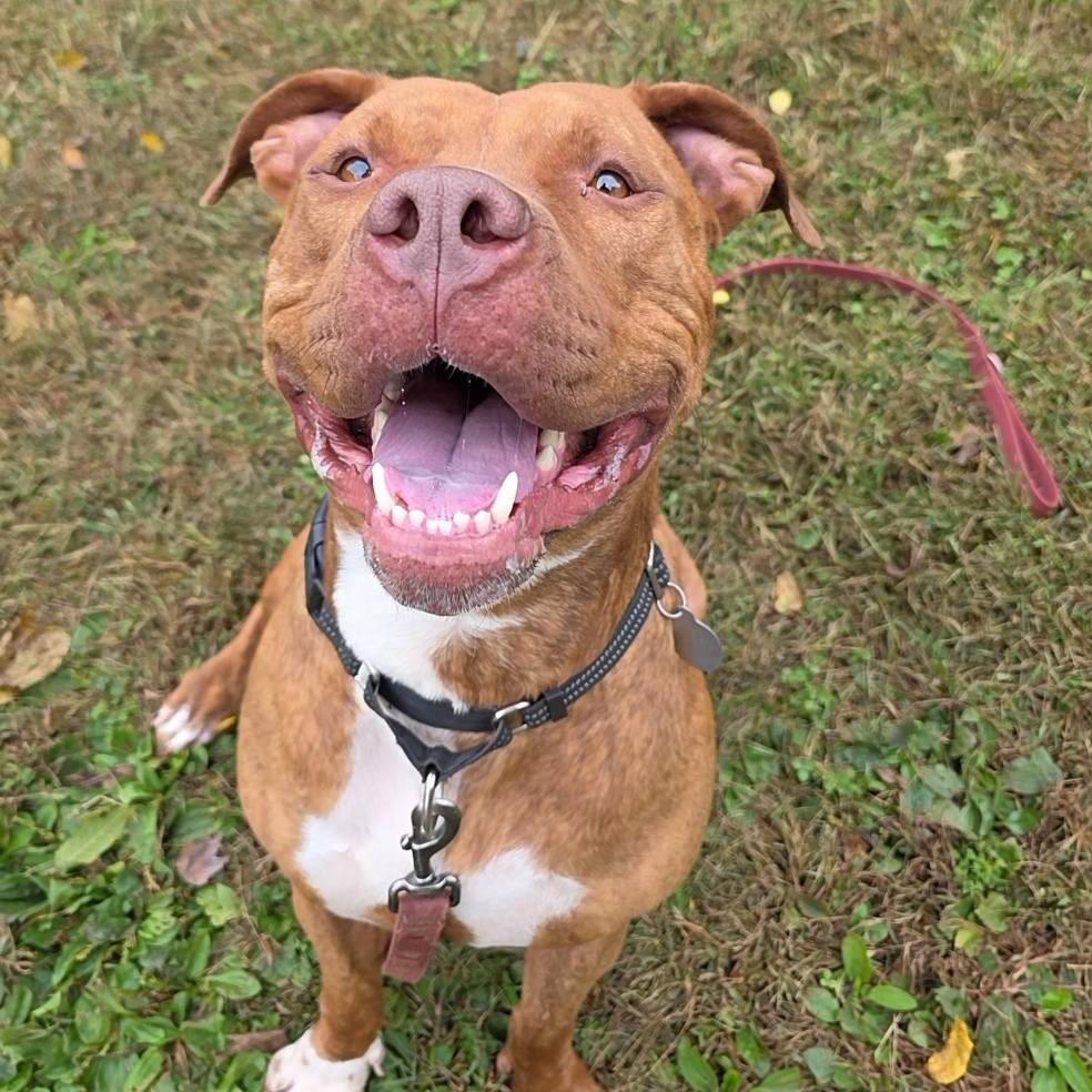 Scoob, a Adoptable mixed breed in Phoenixville, PA image 5/6