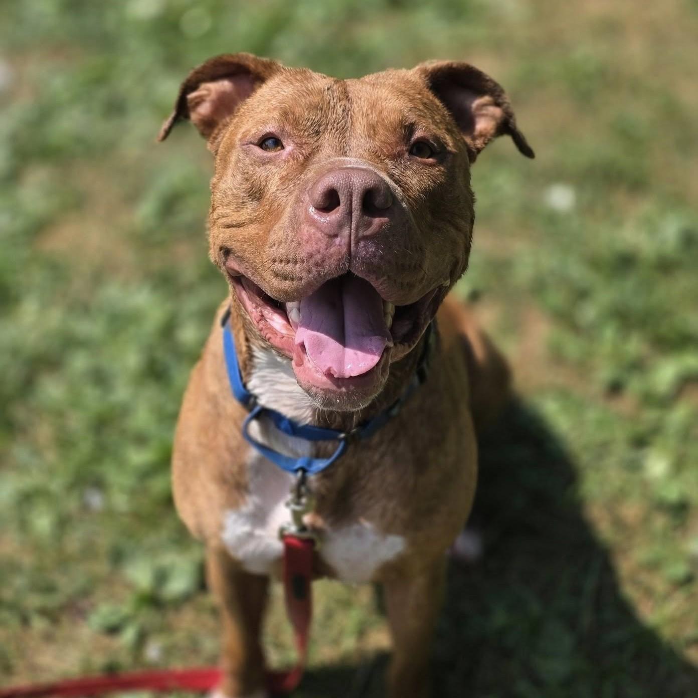 Scoob, a Adoptable mixed breed in Phoenixville, PA image 3/6