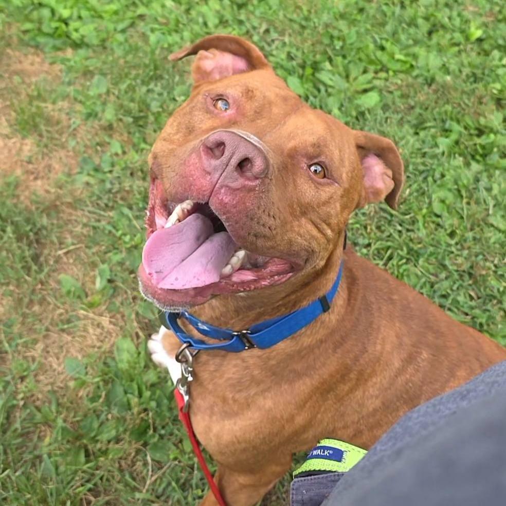 Scoob, Adoptable, Adult Male Pit Bull Terrier.
