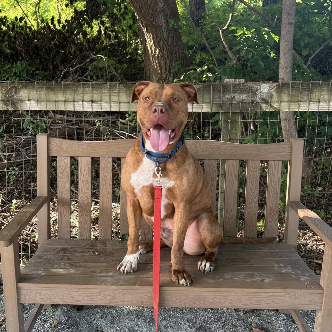 Scoob, a Adoptable mixed breed in Phoenixville, PA image 4/6