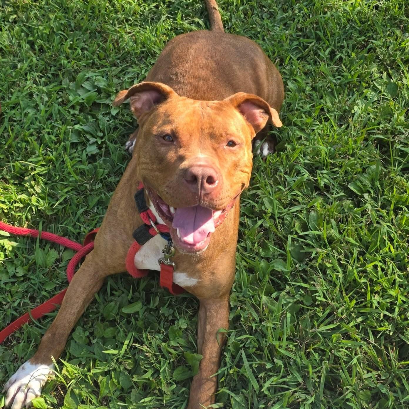 Scoob, a Adoptable mixed breed in Phoenixville, PA image 6/6