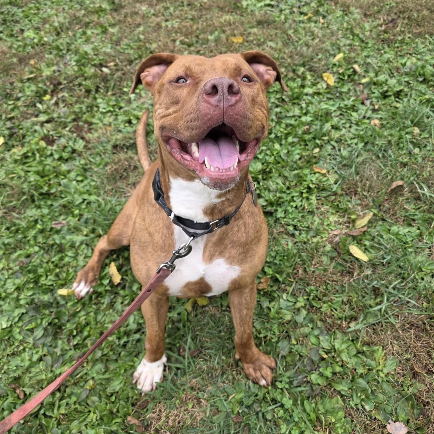 Scoob, a Adoptable mixed breed in Phoenixville, PA image 1/6