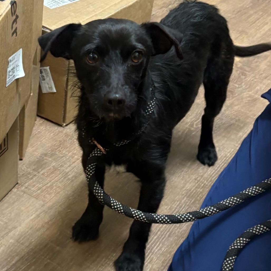 Enlarge Titon, a Adoptable Wirehaired Terrier in Incline Village, NV image 1/1