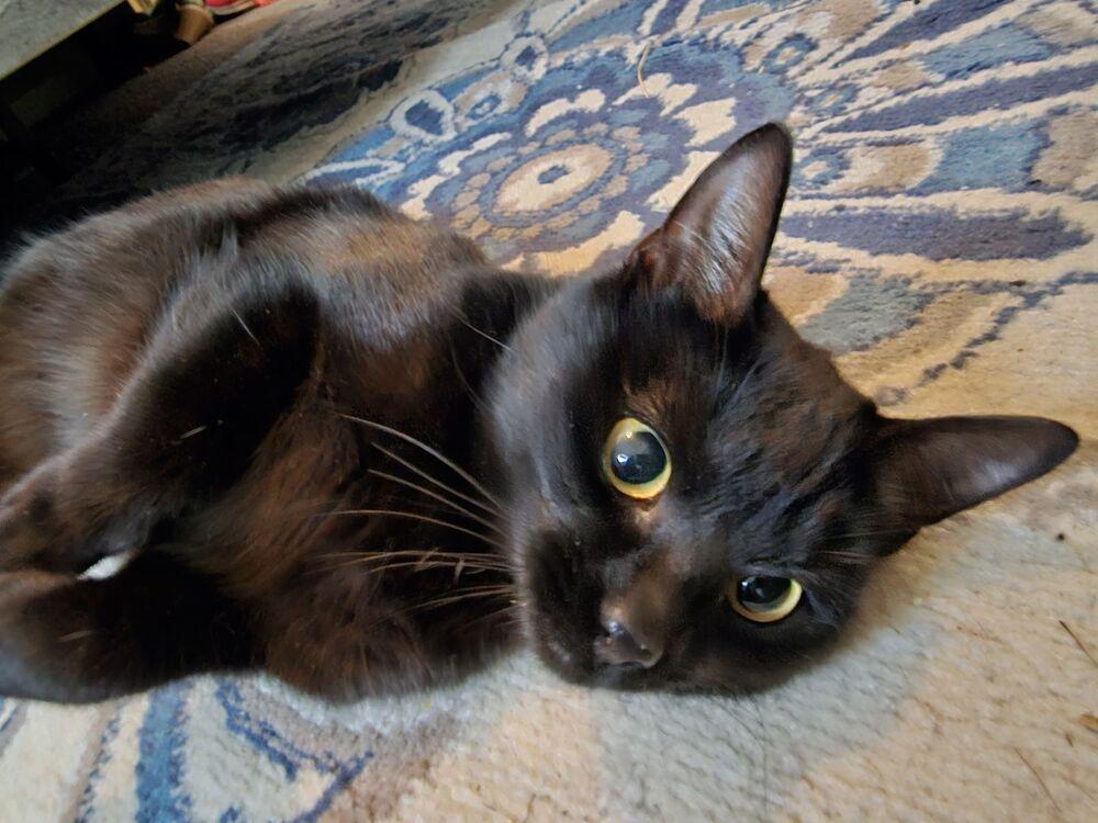 Ophelia, Adopted, Young Female Domestic Short Hair.