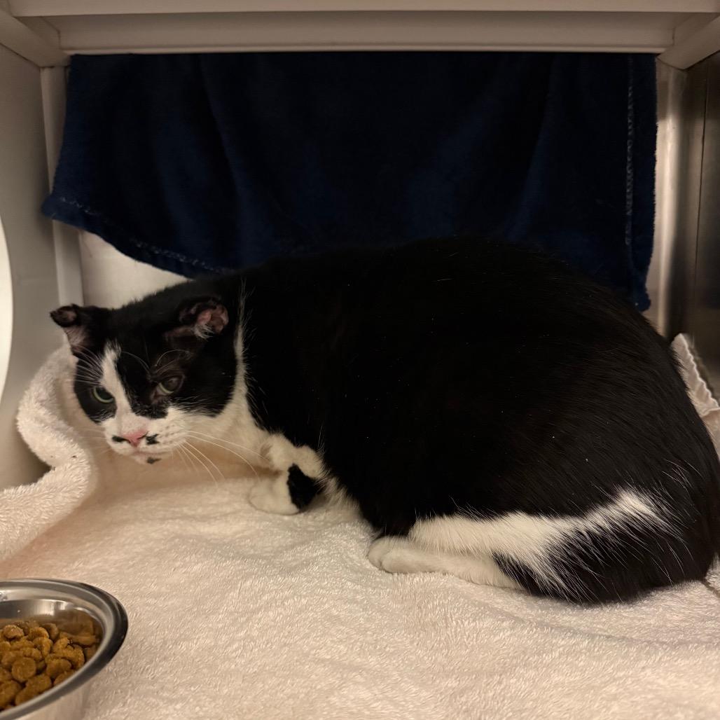 Clover, Adoptable, Senior Female Domestic Short Hair.