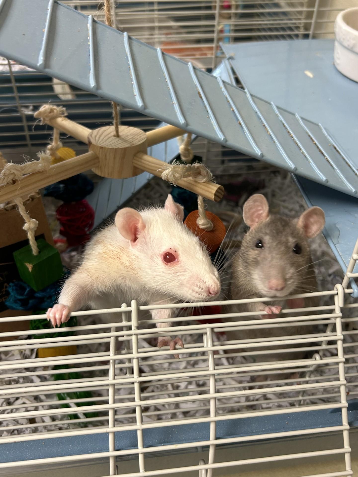Enlarge Peach and Pear, a ADOPTABLE Rat in Clayton, NJ image 2/3